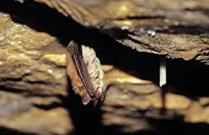 Hibernating: Notch-eared bat hibernating