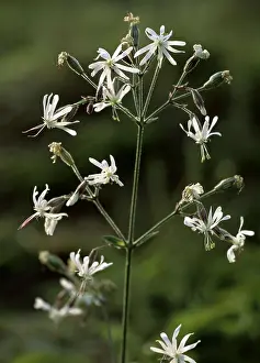 Catchflies: NOTTINGHAM CATCHFLY