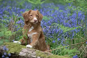 110717: Nova Scotia Duck Tolling Retriever in Bluebells