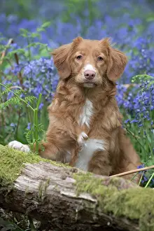 110717: Nova Scotia Duck Tolling Retriever in Bluebells