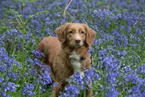 110717: Nova Scotia Duck Tolling Retriever in Bluebells