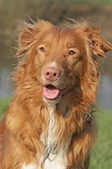 Scotia: Nova Scotia Duck Tolling Retriever, portrait Nova