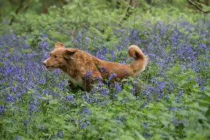 110717: Nova Scotia Duck Tolling Retriever running in Bluebells