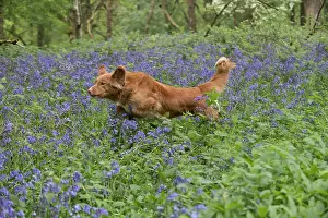 110717: Nova Scotia Duck Tolling Retriever running in Bluebells