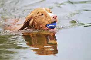 Retrieving: Nova Scotia Duck Tolling Retriever - swimming in