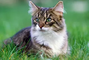 Skogkatter: Nowegian Forest Cat