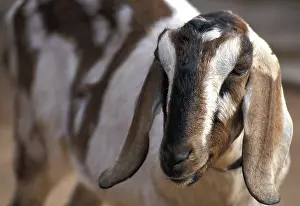 Hircus: Nubian goat