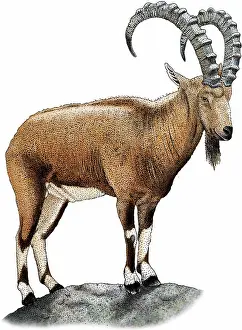 Nubian: Nubian Ibex