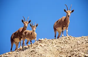 Nubian: Nubian IBEX - two females with juvenile