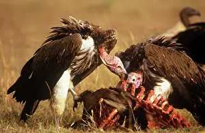 Torgos: Nubian / Lappet-faced Vulture