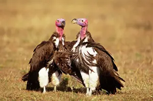 Torgos: Nubian / Lappet-faced Vulture - courting couple