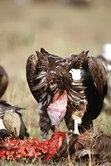 Scavenging: NUBIAN / LAPPET-FACED VULTURE - feeding on prey