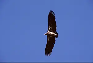Lapped: NUBIAN / LAPPET-FACED VULTURE - in flight