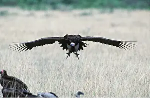 Lapped: NUBIAN / LAPPET-FACED VULTURE - in flight