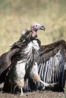 Warning: NUBIAN / LAPPET-FACED VULTURE - threat posture
