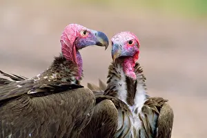 Torgos: NUBIAN / LAPPET-FACED VULTURES - x two
