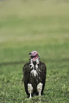 Tracheliotus: Nubian Vulture