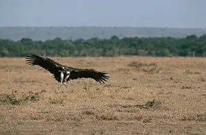 Aegypius: Nubian Vulture
