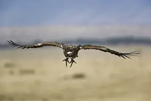 Tracheliotus: Nubian Vulture in Flight