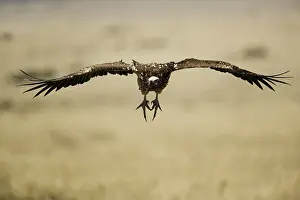 Tracheliotus: Nubian Vulture in Flight