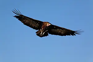 Tracheliotus: Nubian Vulture in flight, Torgos tracheliotus