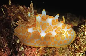 Halgerda: Nudibranch