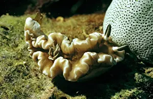 Glossodoris: Nudibranch