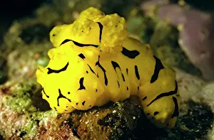 Notodoris: Nudibranch