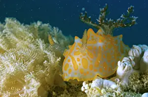 Halgerda: Nudibranch