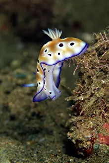 Leopardus: Nudibranch