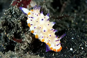 Mexichromis: Nudibranch