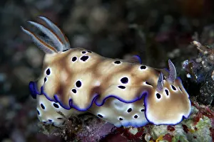 Risbecia: Nudibranch