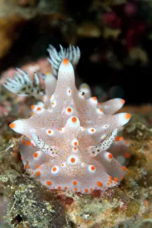 Halgerda: Nudibranch