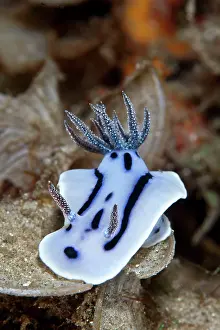 Willani: Nudibranch