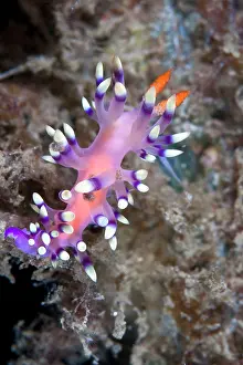 Flabellina: Nudibranch