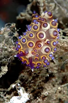 Slugs: Nudibranch