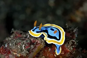Slugs: Nudibranch