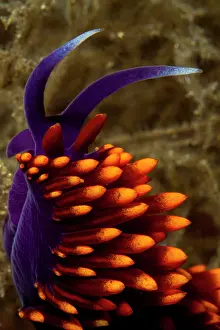 Lea Lee: Nudibranch