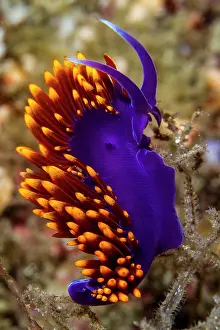 Lea Lee: Nudibranch