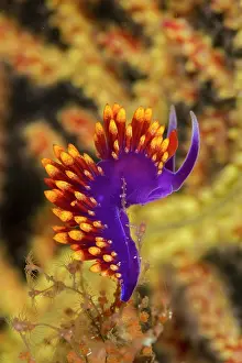 Lea Lee: Nudibranch