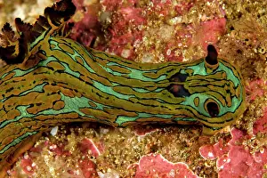 Lea Lee: Nudibranch