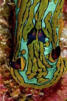 Lea Lee: Nudibranch