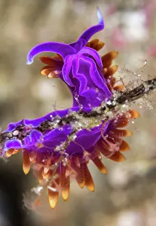 Lea Lee: Nudibranch