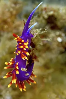 Lea Lee: Nudibranch