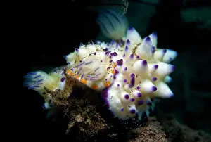 Mexichromis: Nudibranch