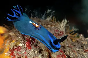 Tambja: Nudibranch