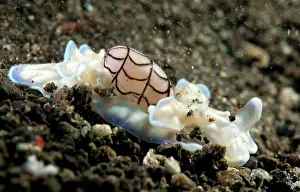 Undatus: Nudibranch