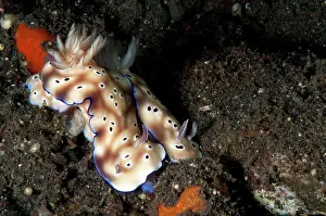 Risbecia: Nudibranch