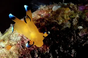 Thecacera: Nudibranch