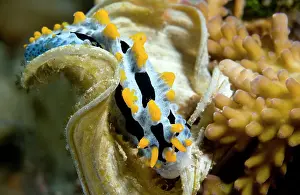 Trawangan: Nudibranch